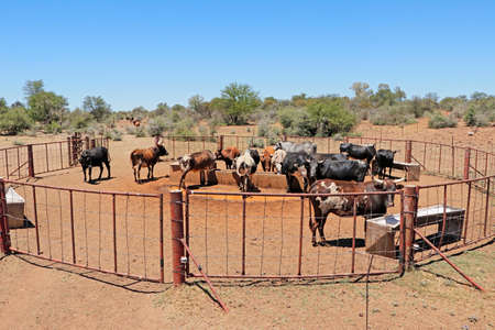 Free-range nguni cattle gathering at a watering point on a rural farm, South Africaの写真素材