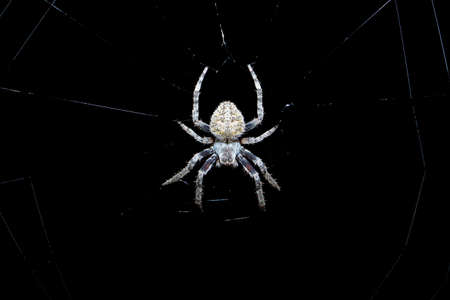 Small spider sitting in its web at night with a dark background