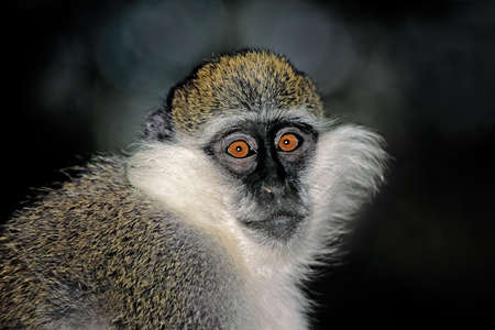 Portrait of a grivet or savannah monkey (Chlorocebus aethiops), Ethiopia