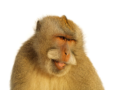 Portrait of a Balinese long-tailed monkey (Macaca fascicularis) isolated on white