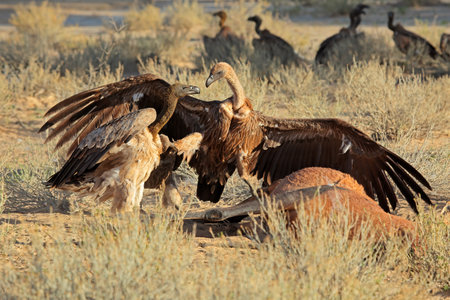 White-backed vultures (Gyps africanus) scavenging on a carcass, South Africaの写真素材