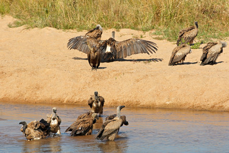 White-backed vultures (Gyps africanus) bathing and basking in sun, Kruger National Park, South Africaの写真素材