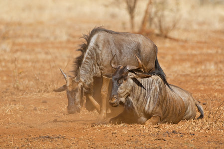 Blue wildebeest (Connochaetes taurinus) in dust, Kruger National park, South Africaの写真素材