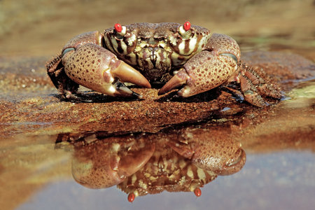 A red-eyed xanthid crab (Eriphia spp) on coastal rocks, South Africa