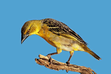 A female southern masked weaver (Ploceus velatus) perched on a branch, South Africa