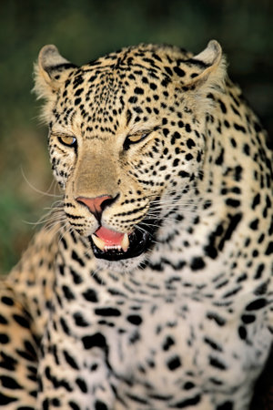 Portrait of a leopard (Panthera pardus) in natural habitat, South Africaの写真素材