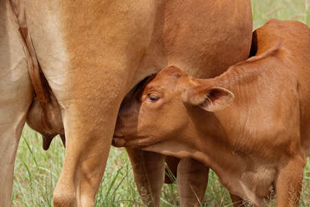 Close-up of a young calf suckling milk from the udder of its mother, South Africa