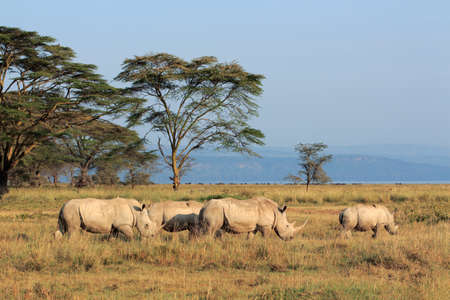 White rhinoceros (Ceratotherium simum) in open grassland, Lake Nakuru National Park, Kenyaの写真素材