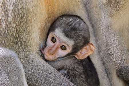 Suckling baby vervet monkey (Cercopithecus aethiops), Kruger National Park, South Africa