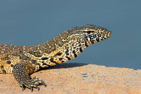 Portrait of a Nile monitor (Varanus niloticus), Kruger National Park, South Africa