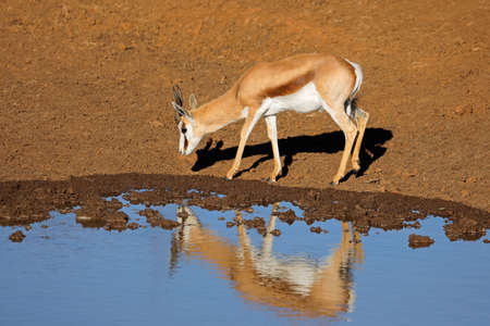 A springbok antelope (Antidorcas marsupialis) at a waterhole, Mokala National Park, South Africa