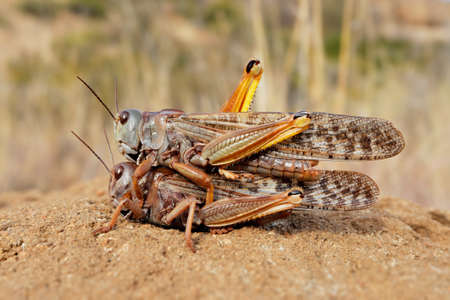 A pair of brown locusts (Locustana pardalina) mating, South Africa