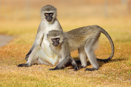 Two vervet monkeys (Cercopithecus aethiops) sitting on the ground, South Africaの写真素材
