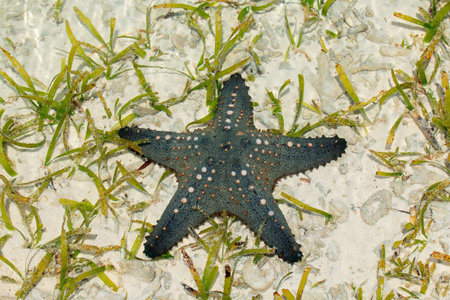 Colorful green and orange starfish on wet sand, Zanzibar islandの写真素材