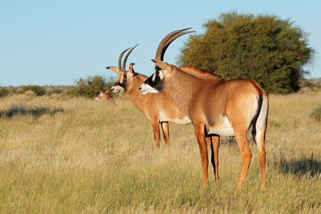 Rare roan antelopes (Hippotragus equinus) in natural habitat, South Africaの写真素材
