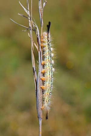 Close-up of a hairy caterpillar on a branch in natural habitat, South Africaの写真素材