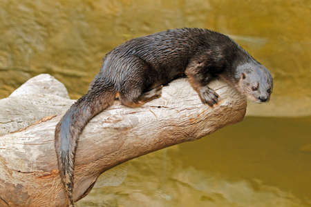A spotted-necked otter (Hydrictis maculicollison), South Africaの写真素材