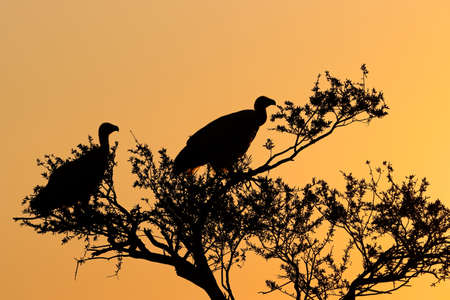White-backed vultures (Gyps africanus) in a tree silhouetted against an orange sky at sunset, South Africaの写真素材