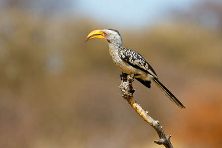 A yellow-billed hornbill (Tockus flavirostris) perched on a branch, South Africaの写真素材