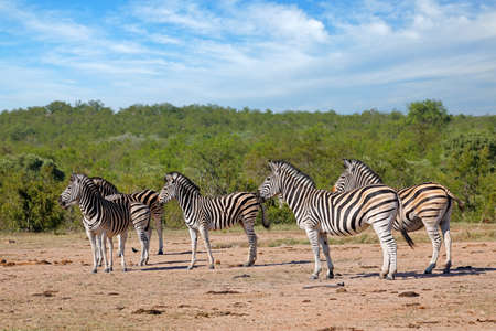 Herd of plains zebras (Equus burchelli) in natural habitat, Kruger National Park, South Africaの写真素材