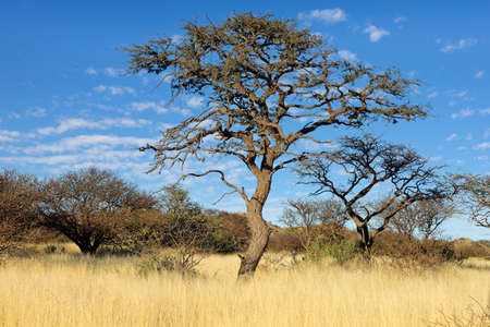 An African camel-thorn tree (Vachellia erioloba) in open savannah, South Africa