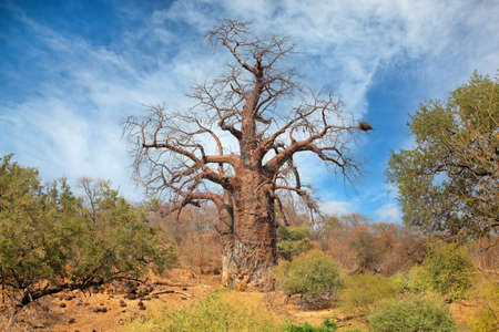 Large baobab tree during the dry season, Kruger National Park, South Africa