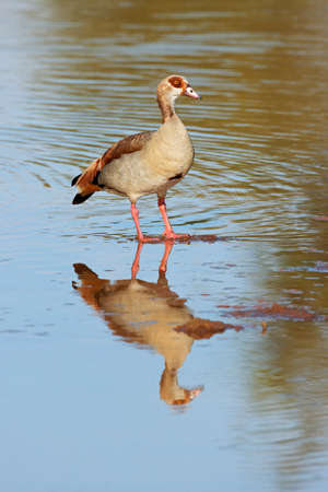 An Egyptian goose (Alopochen aegyptiacus) standing in shallow water, South Africaの写真素材