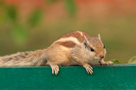 An alert northern palm squirrel (Funambulus pennantii), Delhi, Indiaの写真素材