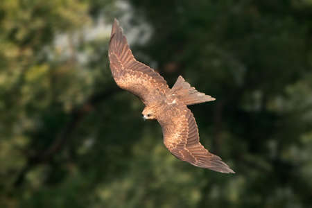 A black kite (Milvus migrans) in flight against a green background, India