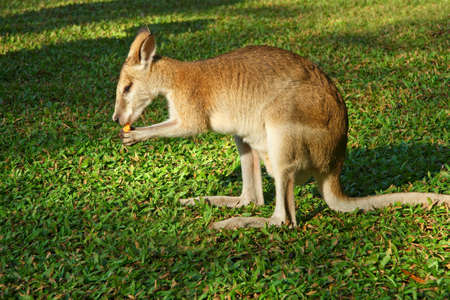 A feeding agile wallaby (Macropus agilis), Northern territory, Australiaの写真素材