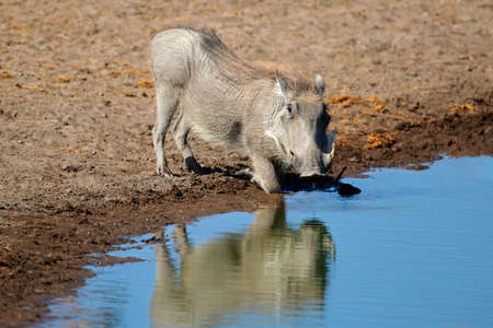 A warthog (Phacochoerus africanus) drinking at a waterhole, Etosha National Park, Namibiaの写真素材