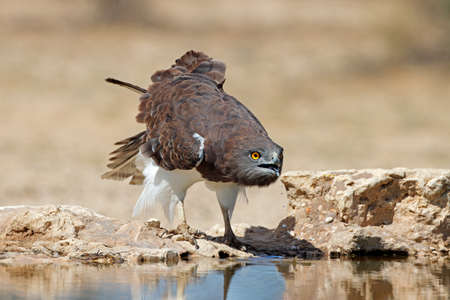 A black-breasted snake eagle (Circaetus gallicus) drinking water, Kalahari desert, South Africa
