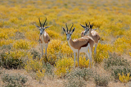 Springbok antelopes (Antidorcas marsupialis) in natural habitat, Etosha National Park, Namibiaの写真素材