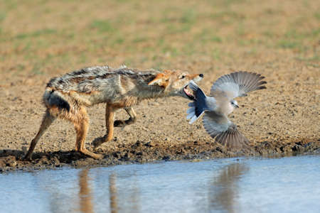 A black-backed jackal (Canis mesomelas) hunting a dove, Kalahari desert, South Africaの写真素材
