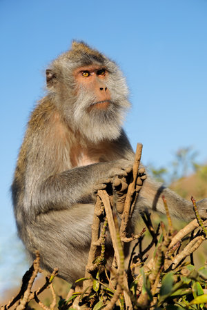 Balinese long-tailed monkey (Macaca fascicularis), Ubud, Bali, Indonesia