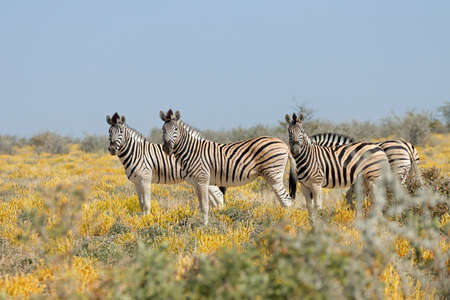 Plains zebras (Equus burchelli) in natural habitat, Etosha National Park, Namibiaの写真素材