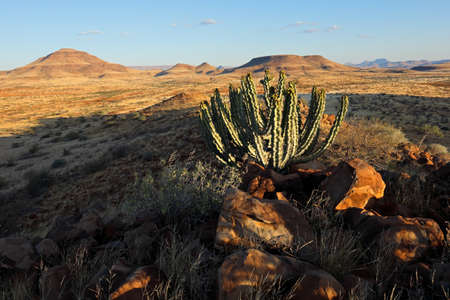 A Damara poison tree (Euphorbia virosa) in arid landscape, Damaraland, Namibia