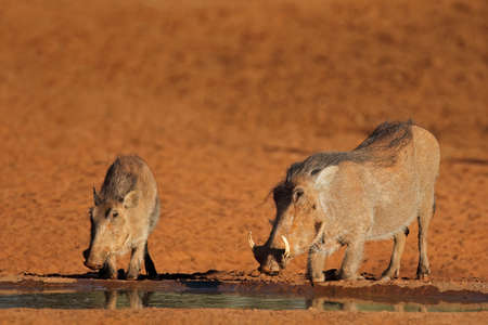 Warthogs (Phacochoerus africanus) drinking at a waterhole, South Africaの写真素材