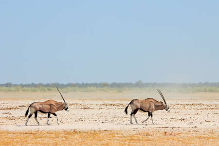 Gemsbok antelopes (Oryx gazella) walking on the barren Etosha pan, Etosha National Park, Namibia