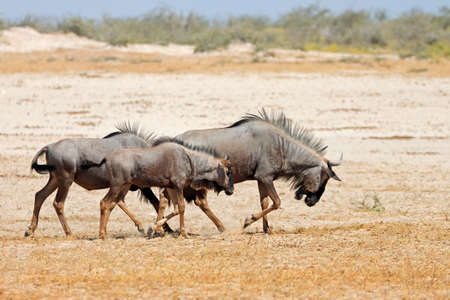Blue wildebeest (Connochaetes taurinus) walking on arid plains, Etosha National Park, Namibiaの写真素材