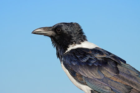 Portrait of a pied crow (Corvus albus) against a blue sky, Etosha National Park, Namibia