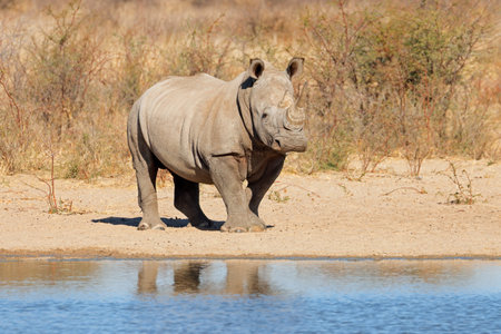 A white rhinoceros (Ceratotherium simum) at a waterhole, South Africaの写真素材