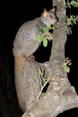 Nocturnal greater galago or bushbaby (Otolemur crassicaudatus) in a tree, South Africaの写真素材