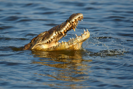 Portrait of a large Nile crocodile (Crocodylus niloticus) with open jaws in water, Kruger National Park, South Africaの写真素材