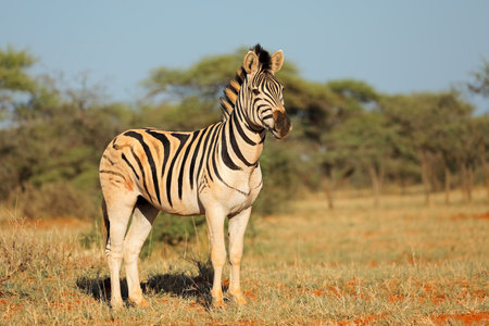 A plains zebra (Equus burchelli) in natural habitat, Mokala National Park, South Africaの写真素材