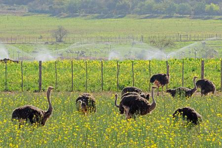 Ostriches (Struthio camelus) on an ostrich farm, Karoo region, Western Cape, South Africaの写真素材