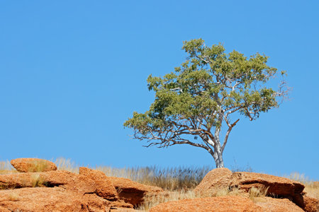 Tree growing on a rock against a clear blue sky, Namibia