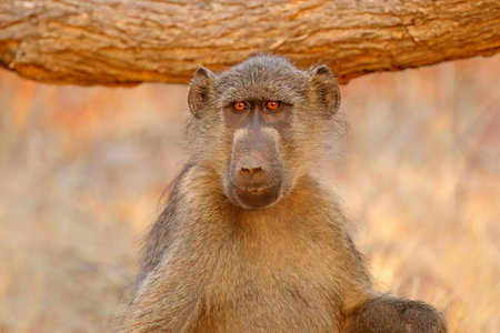Chacma baboon (Papio hamadryas ursinus) portrait, Kruger National Park, South Africaの写真素材