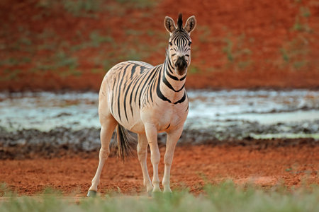 A plains zebra (Equus burchelli) at a waterhole, Mokala National Park, South Africaの写真素材