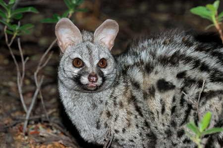 Portrait of a nocturnal large-spotted genet (Genetta tigrina), South Africaの写真素材